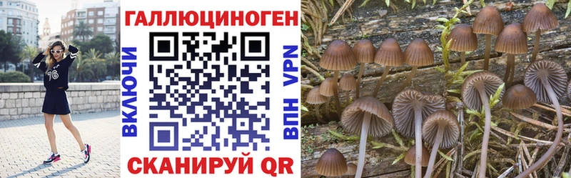 Купить закладки  Тетюши  Галлюциногенные грибы Cubensis 